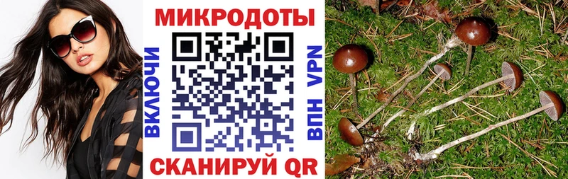 Псилоцибиновые грибы Cubensis  кракен ссылки  Суворов 